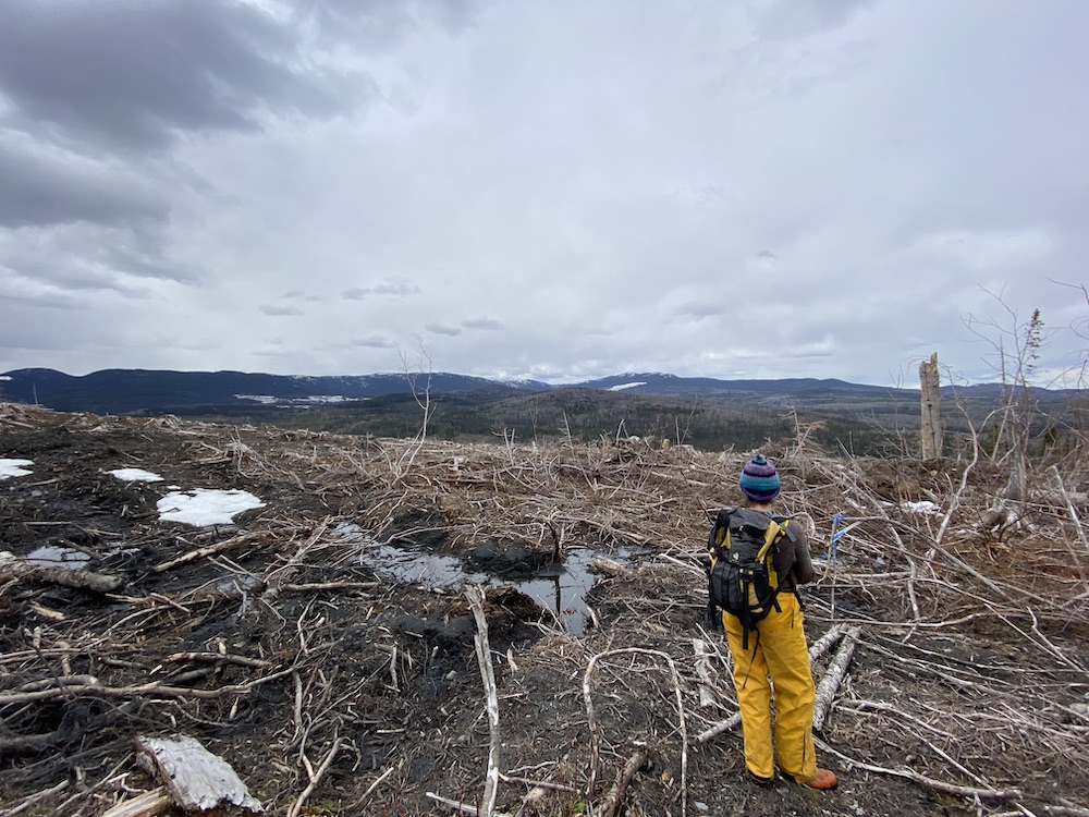 A woman wearing rain gear stands with her back to the camera, looking out over a recently logged cutblock.