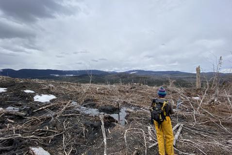 How BC Is Tackling a ‘Paradigm Shift’ in Its Forests