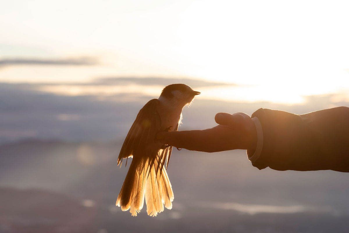 Amidst the setting sun, a Canada jay alights on a person&rsquo;s outstretched hand.