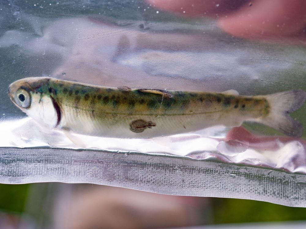 Two sea lice of different sizes are stuck on the green and brown skin of a young fish suspended in a water-filled bag.