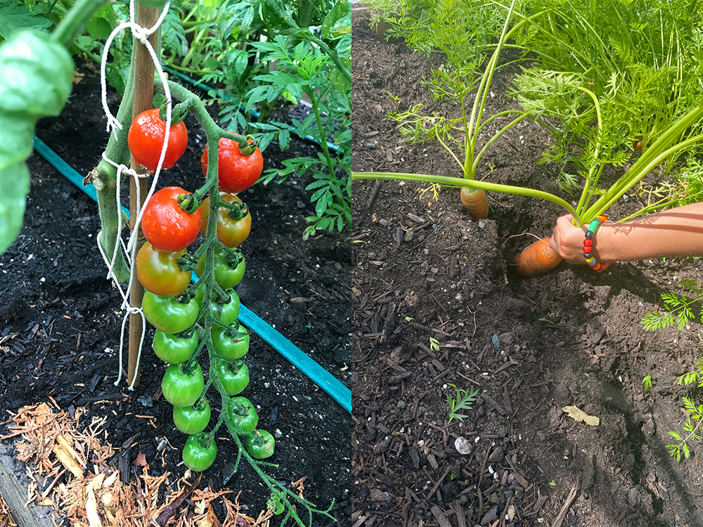A diptych. On the left, a truss of cherry tomatoes grows out of dark, rich soil. On the right, a child’s hand pulls a carrot from the ground.