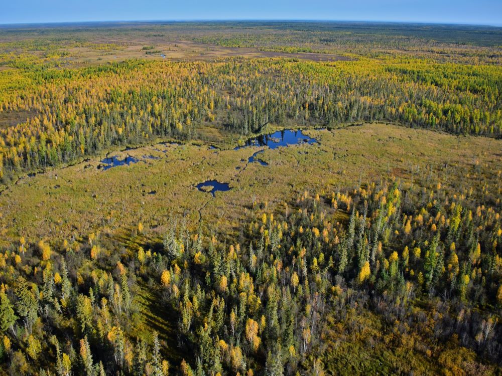 An aerial view of the world&rsquo;s largest beaver dam. It looks like a recurve bow and is outlined by a marshy lake and a dense forest.