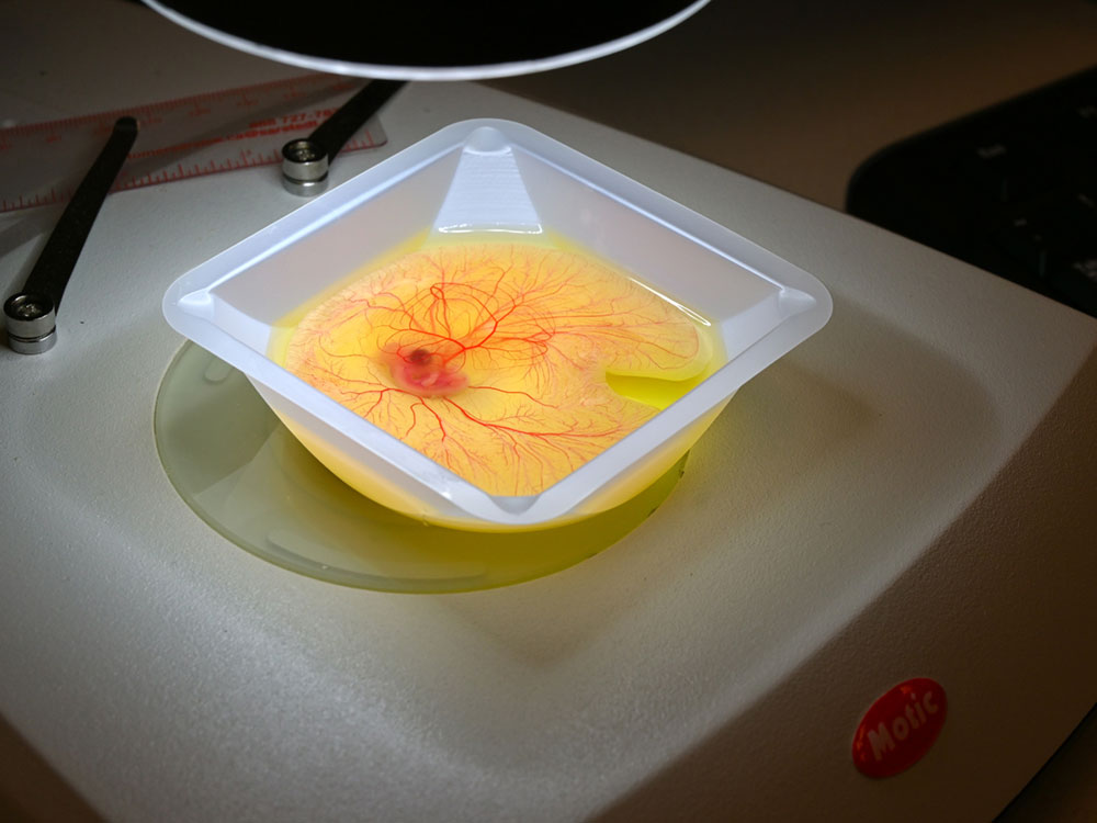 A yellow and orange egg in a square plastic container. Red veins extend outward from a pink mass.