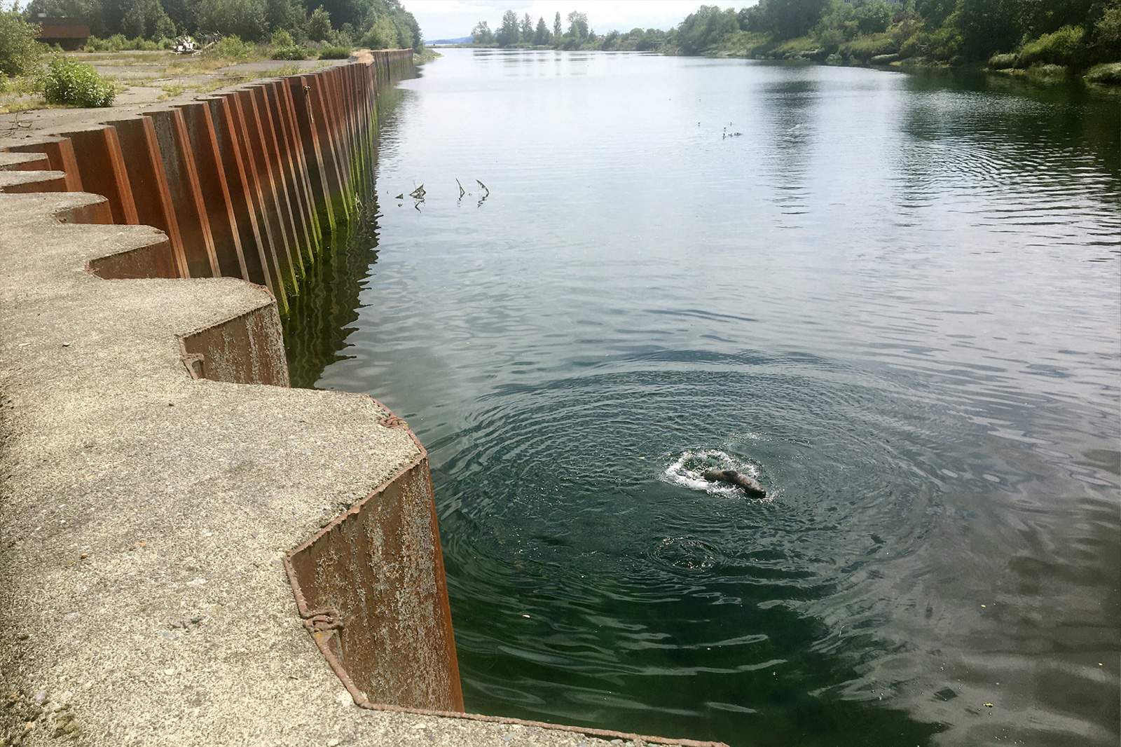 Courtenay River