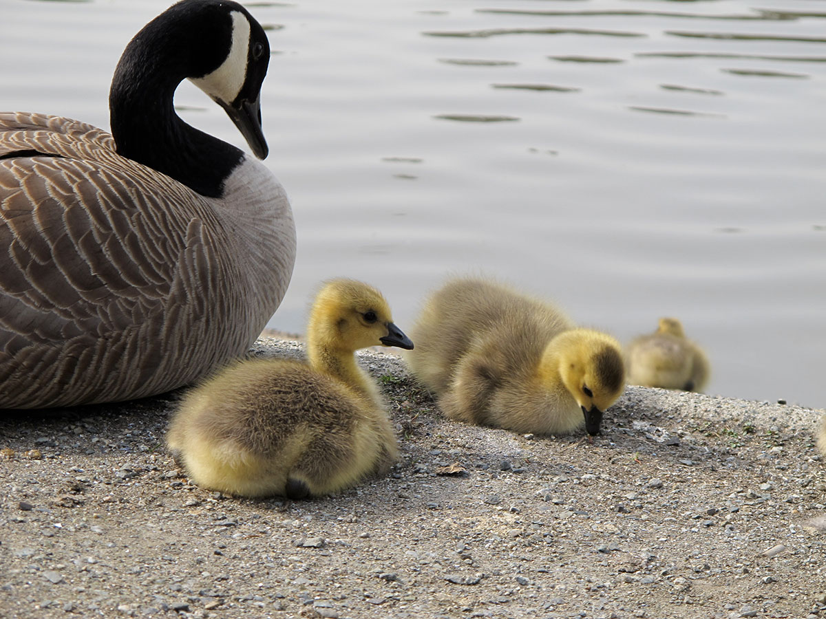 Canada geese fledglings by the water.