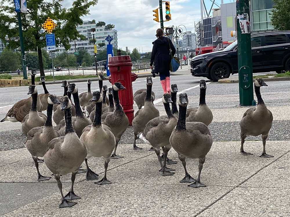 A flock of 20 geese stand in front of a fire hydrant on a Vancouver sidewalk.