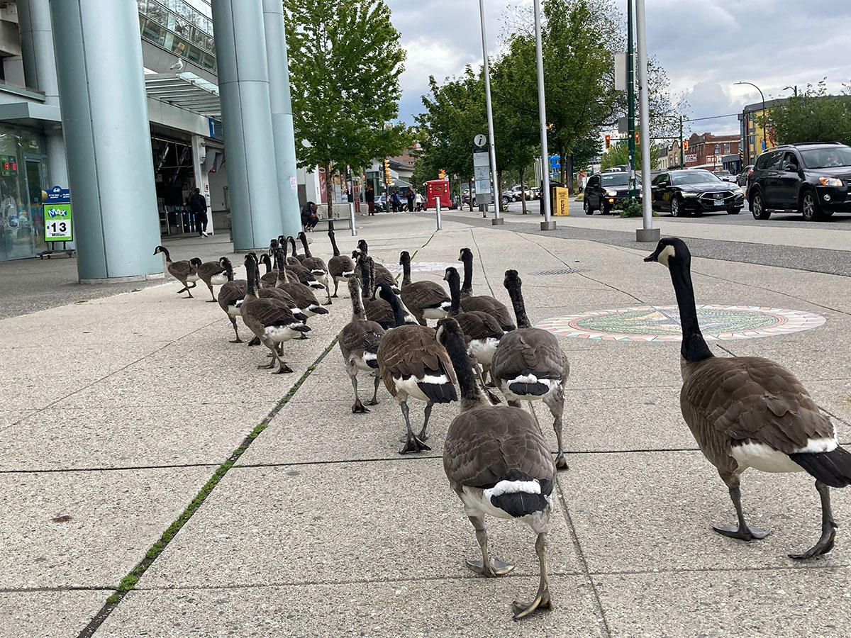 A line of Canada geese walking on a city sidewalk, viewed from behind.