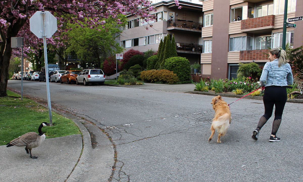 A Canada goose hisses at a dog being walked in a neighbourhood of low-rise apartments.