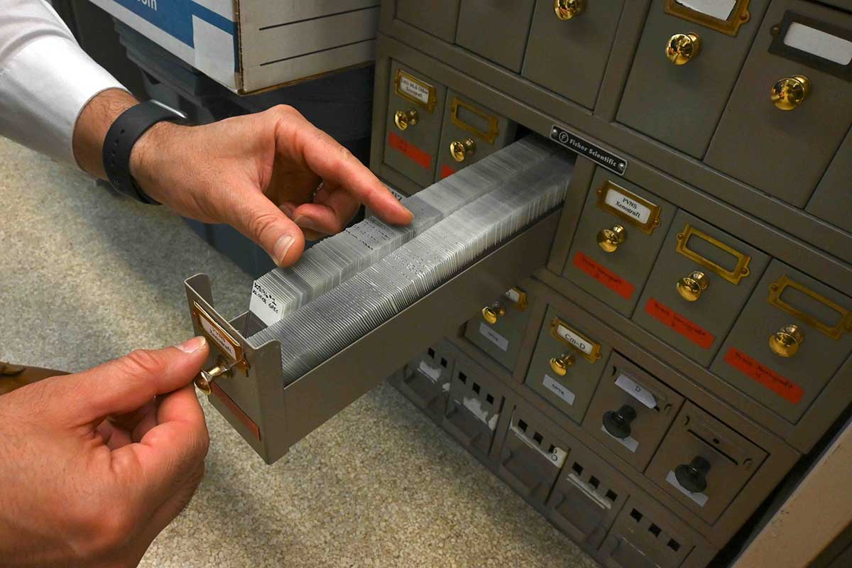 A person’s hands pull open a drawer in a small beige filing cabinet. The drawer contains hundreds of thin glass rectangles. The rectangles, also known as slides, have small white stickers on them where organizational numbers are written in black ink.