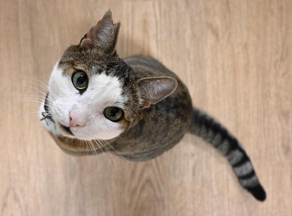 A greyish-brown tabby cat with a white face looks up at the camera and sits on a linoleum floor.