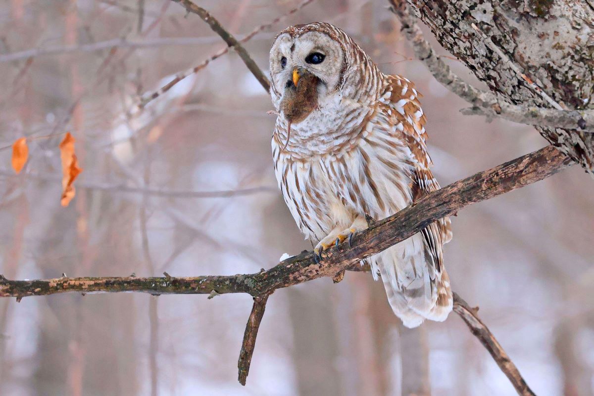A fair-feathered barred owl sits on a branch with a mouse stuffed in its beak.