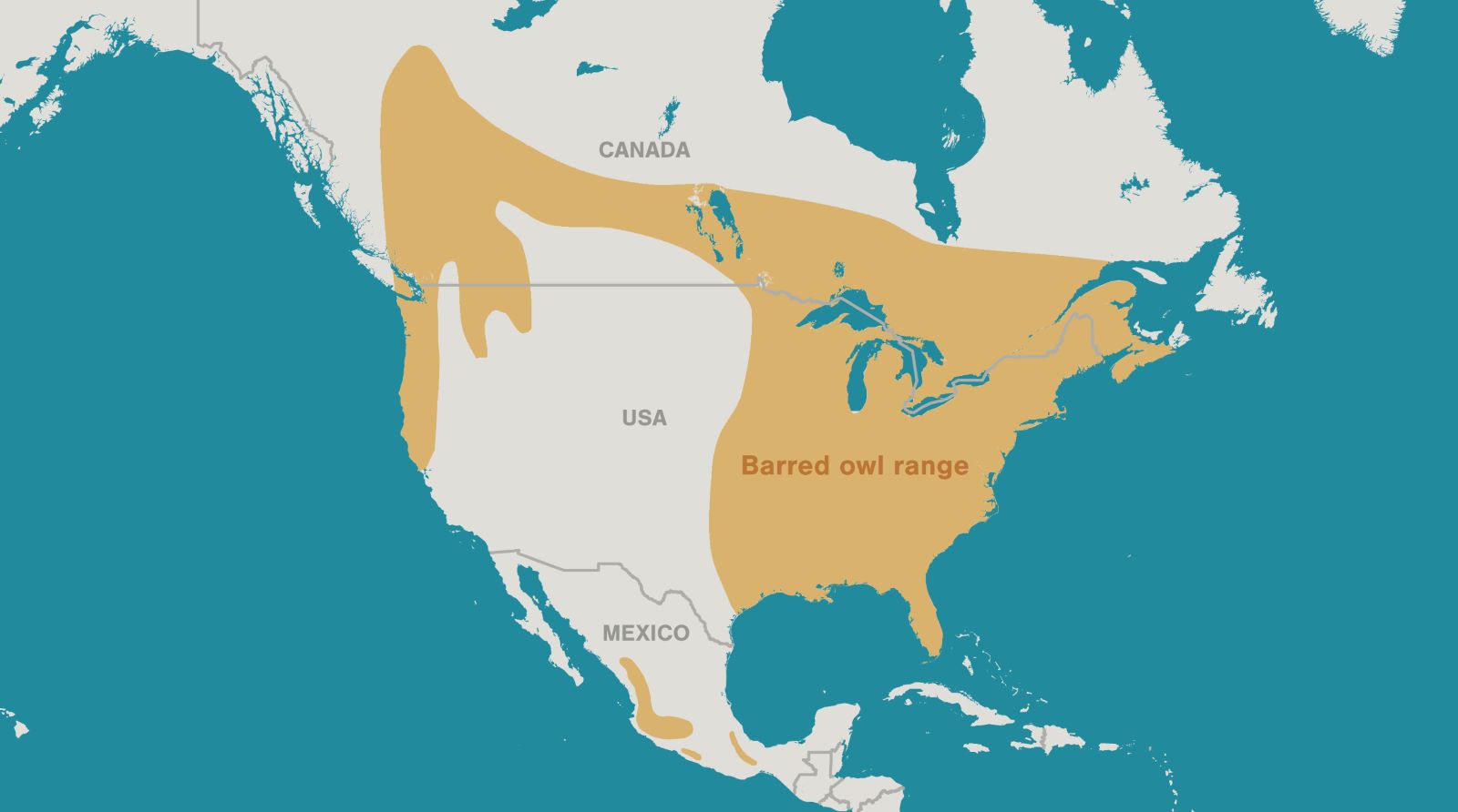 A map of North America that highlights the barred owl’s range from the continent’s east towards its northwestern section.