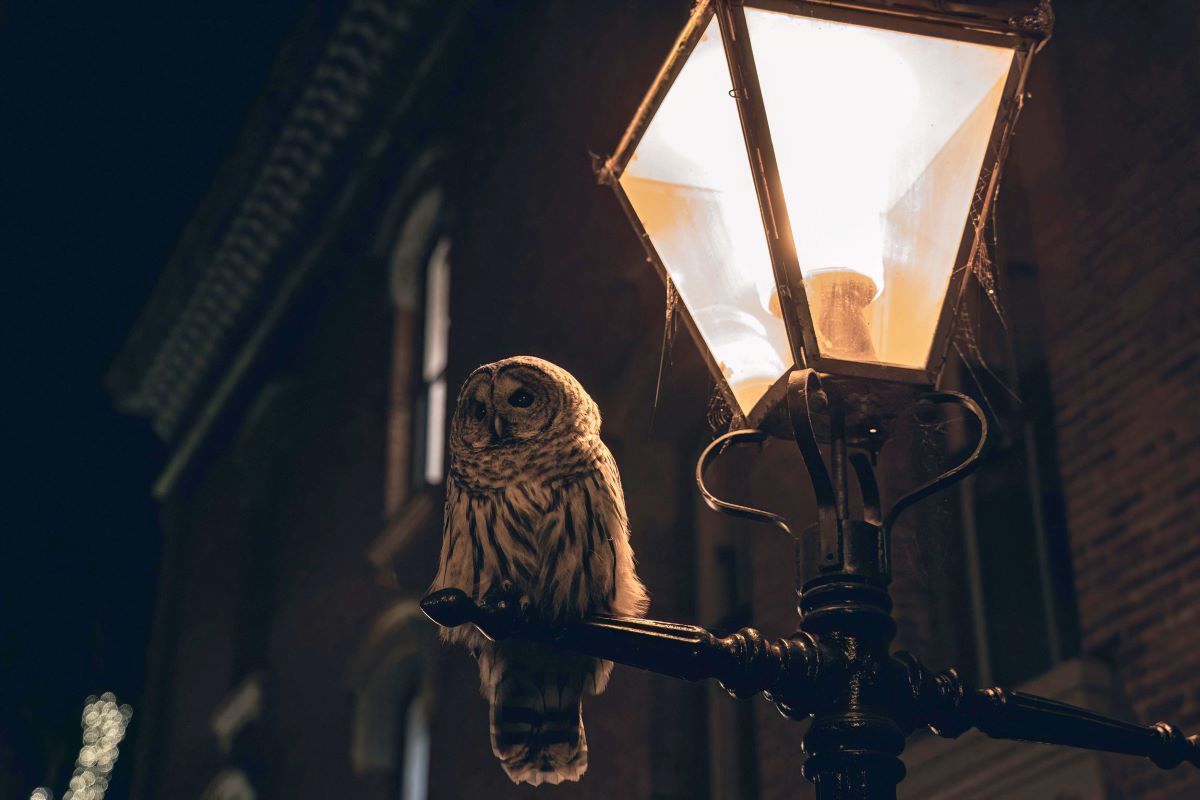 A barred owl sits on the ledge of a lamp at night in Victoria, British Columbia.