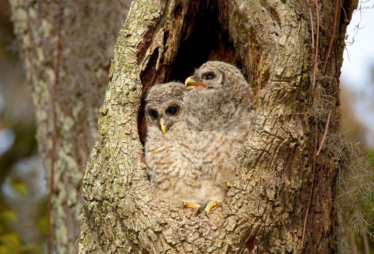 Two young barred owls, grey and fuzzy with small yellow beaks, nuzzle together in the hollow trunk of a tree.