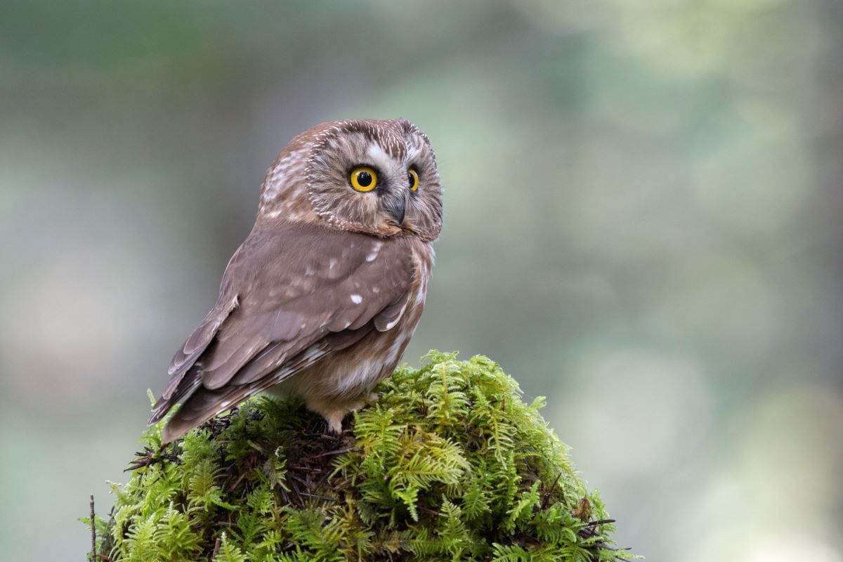 A short, stocky owl with brown and grey feathers stands on a mossy stump and looks on.