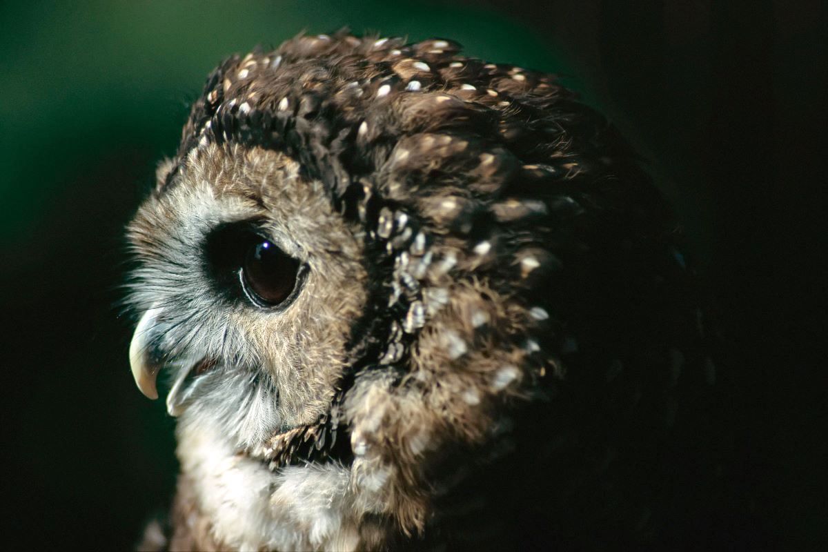 The side profile of a brown and grey northern spotted owl.