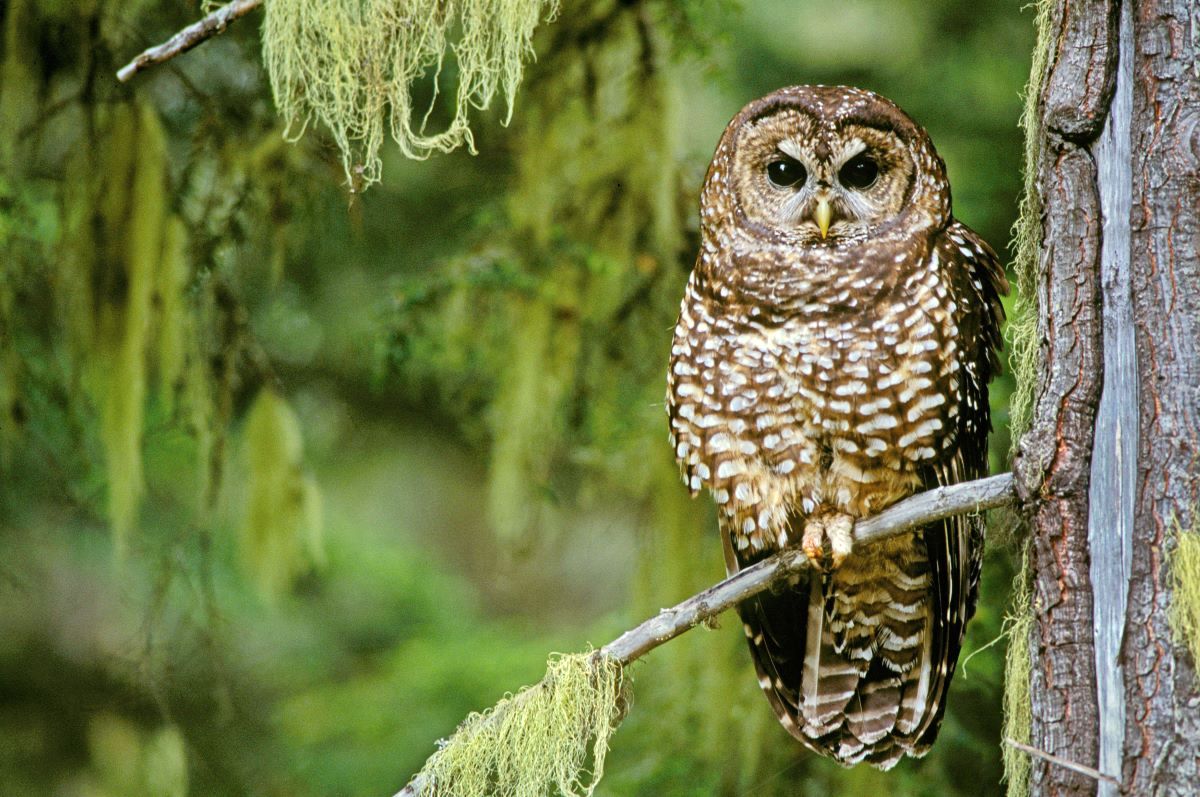 A brown and grey spotted owl sits on a tree branch and looks at the camera. There is a background of lush green vegetation behind it.