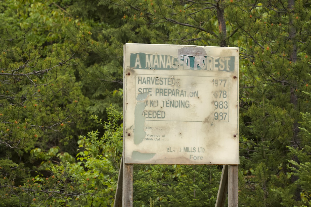 A large sign on the outskirts of the forest indicates that the area behind it was harvested in 1977, followed by various treatments in the years to come, including 'weeding' in 1987.