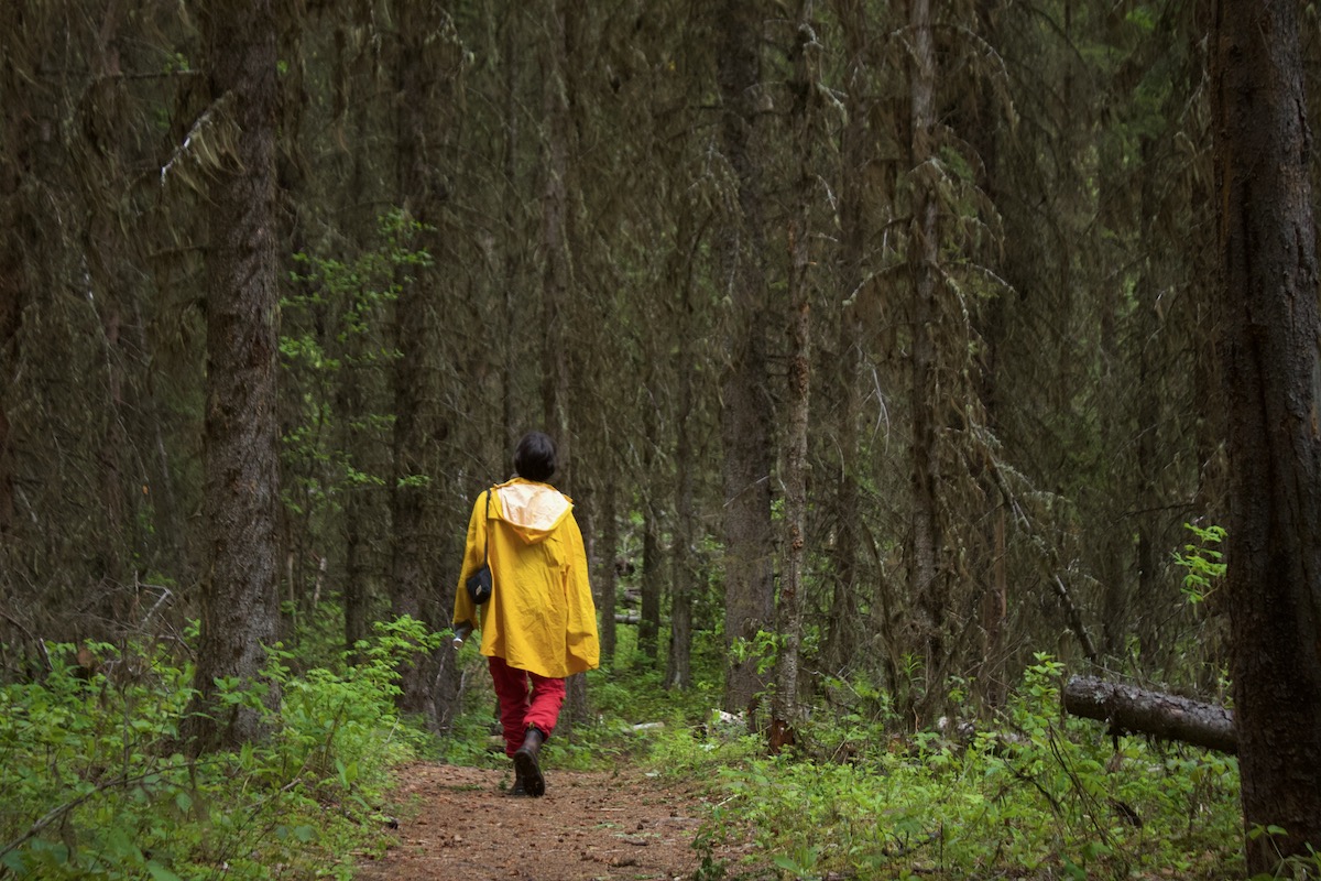 A person wearing a bright yellow rain jacket and red pants walks through a forest full of big and little trees, young green shoots of plants and shrubs.