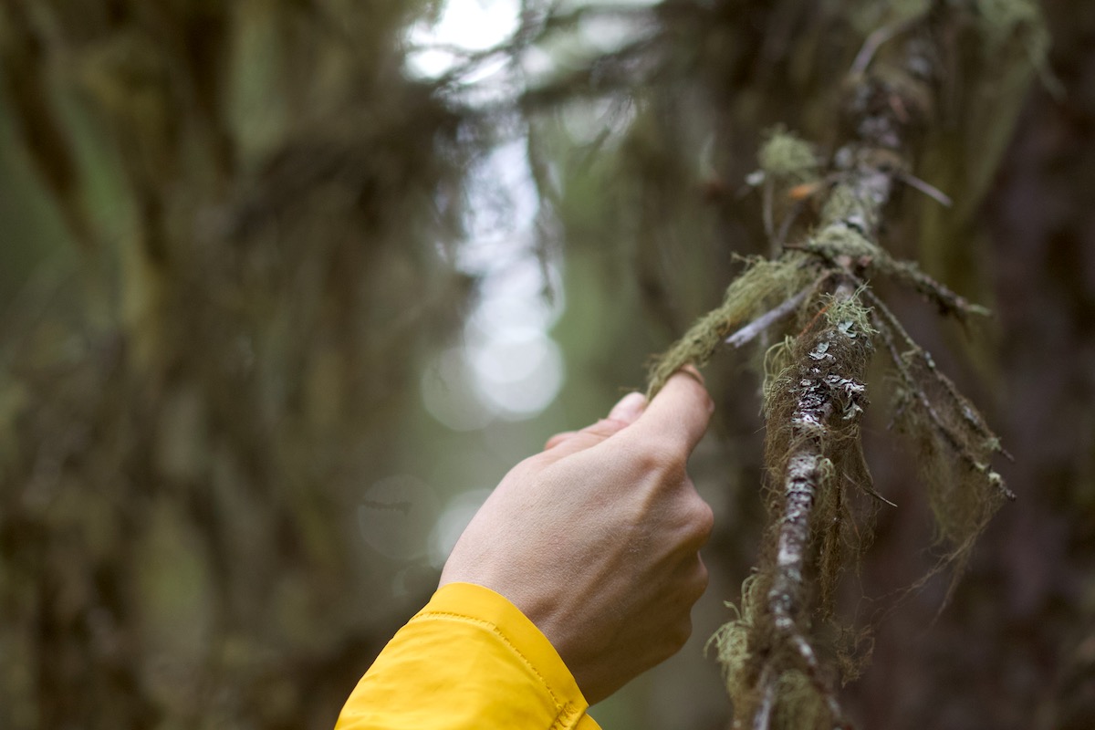A hand reaches out and touches lichen attached to a tree branch.