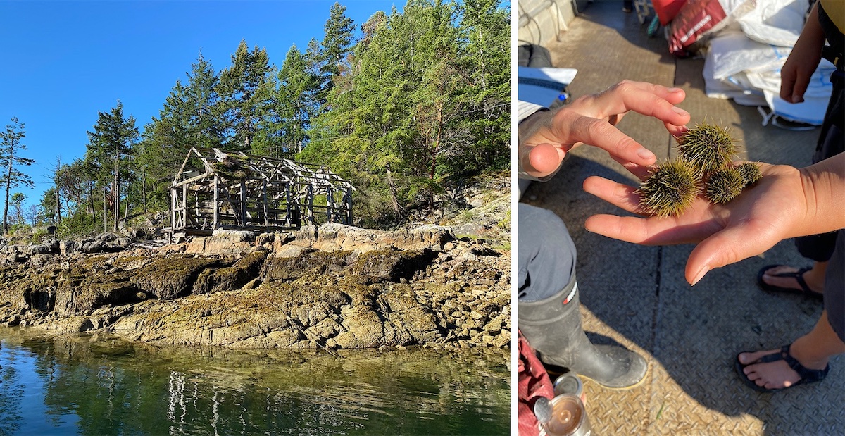 A two-panel image depicts, on the left, the wood frame structure of a building jutting out over rocks by the water and, on the right, three green sea urchins sit in someone&rsquo;s open palm while another person brushes over their spikes with their fingertips.