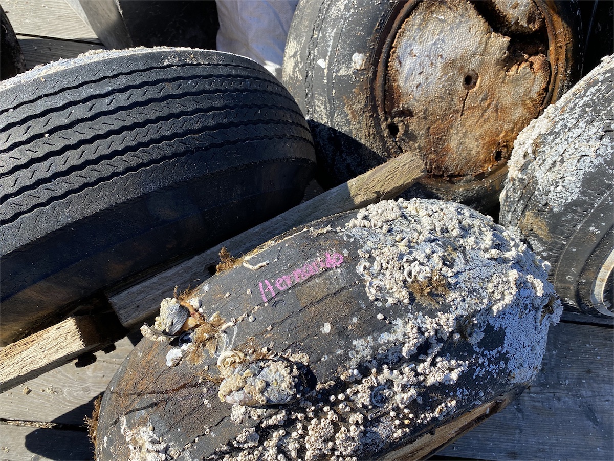 A collection of black rubber tires features one tire covered in moss and barnacles.
