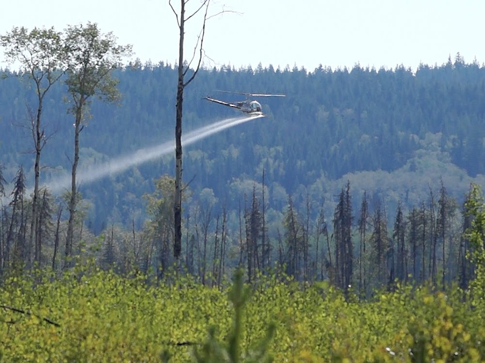A helicopter flies low over a forest of mixed conifer and deciduous trees. There is a plume of spray trailing from the back of the helicopter.