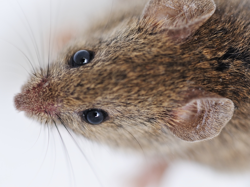 An up-close photo of a furry brown mouse.