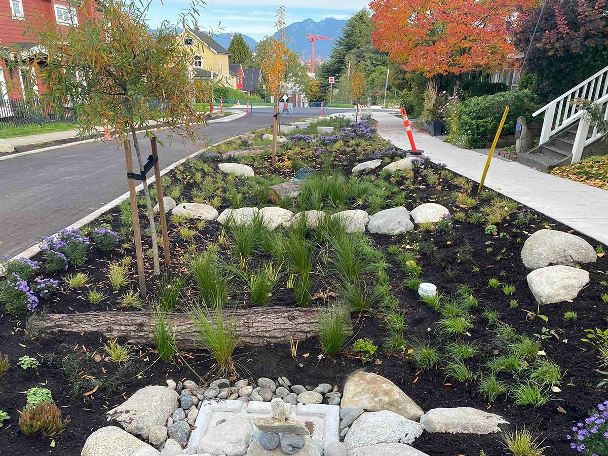 A view facing north of the St. George rainway shows a wide landscaped area where short green plants, some with purple flowers, are growing out of an area in which large rocks, logs, trees and concrete structures are assembled; this is green rainwater infrastructure that comprises part of a rainway in Vancouver’s Mount Pleasant neighbourhood. The sky is blue and the street is lined with colourful single-family homes.