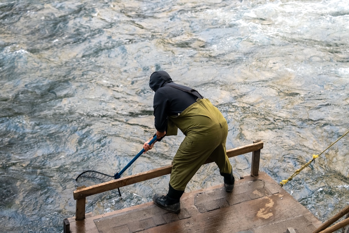 Seen from the rear, a person wearing a hoodie and waders scoops a dip net through a fast-flowing river.