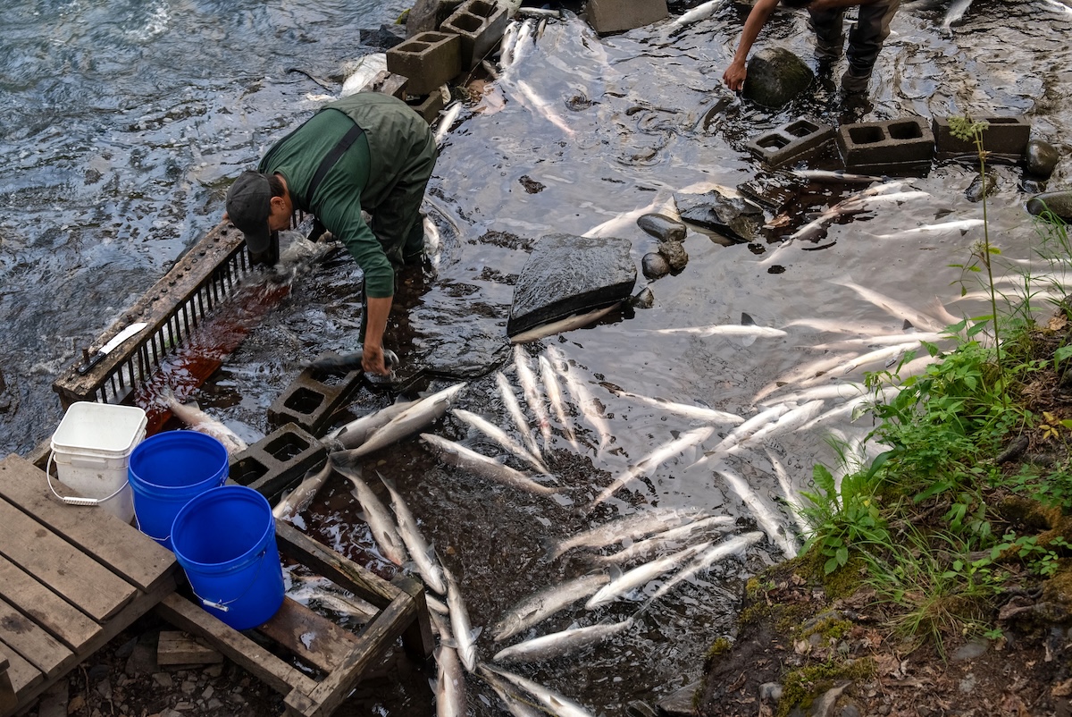 A number of fish are held in a small makeshift pool by the side of a river. Two people attend to the dam holding in the fish.