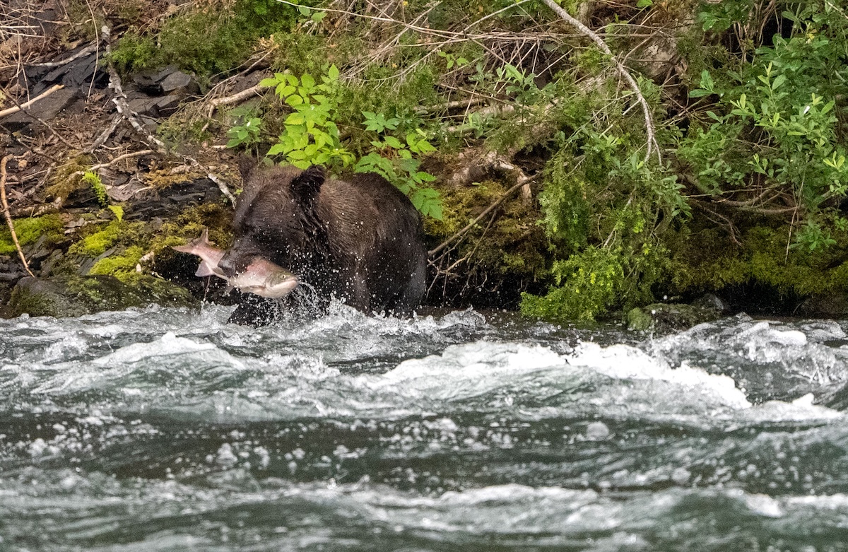 A small grizzly is on all fours at the edge of a fast-flowing river, a salmon squarely in its mouth.