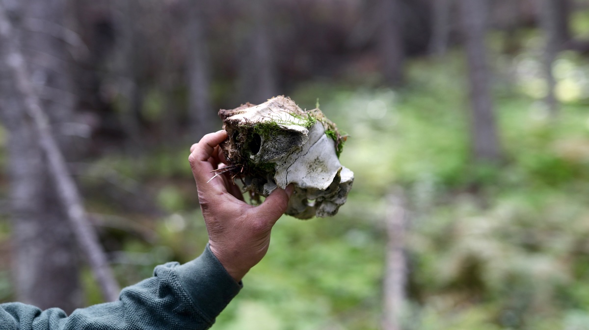 A hand holds a grizzly skull.
