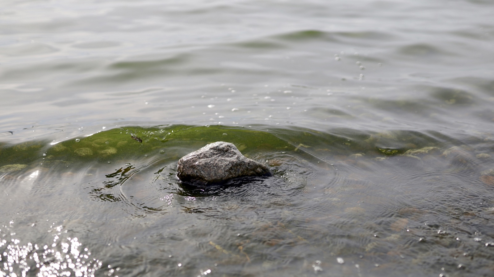 Green-tinged water laps gently over a rock.