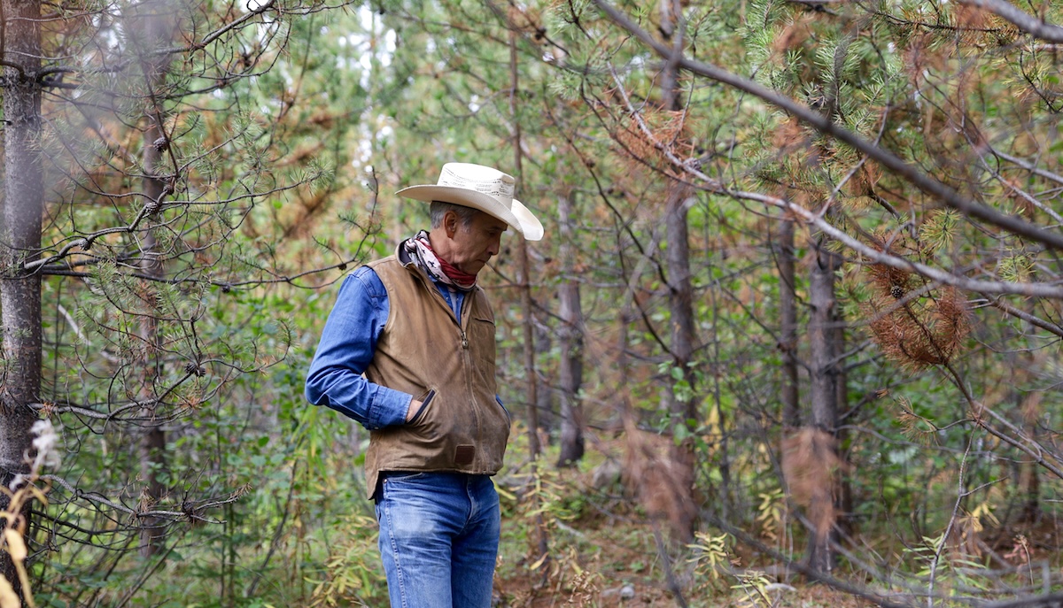A man with medium-light skin tone stands in the forest. He is wearing a light-coloured cowboy hat, denim shirt and pants, a bandana around his neck and a canvas vest.