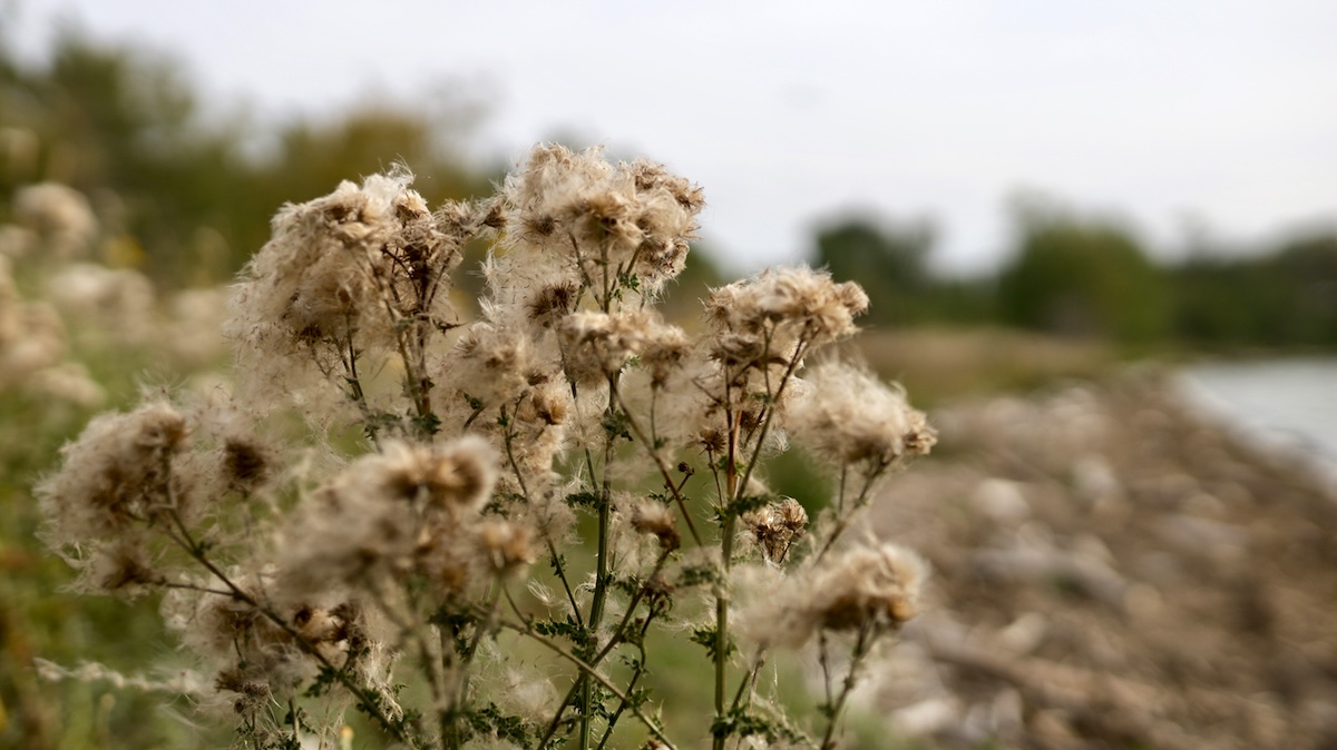 In the foreground: thistles gone to seed. In the background: Nulki Lake.