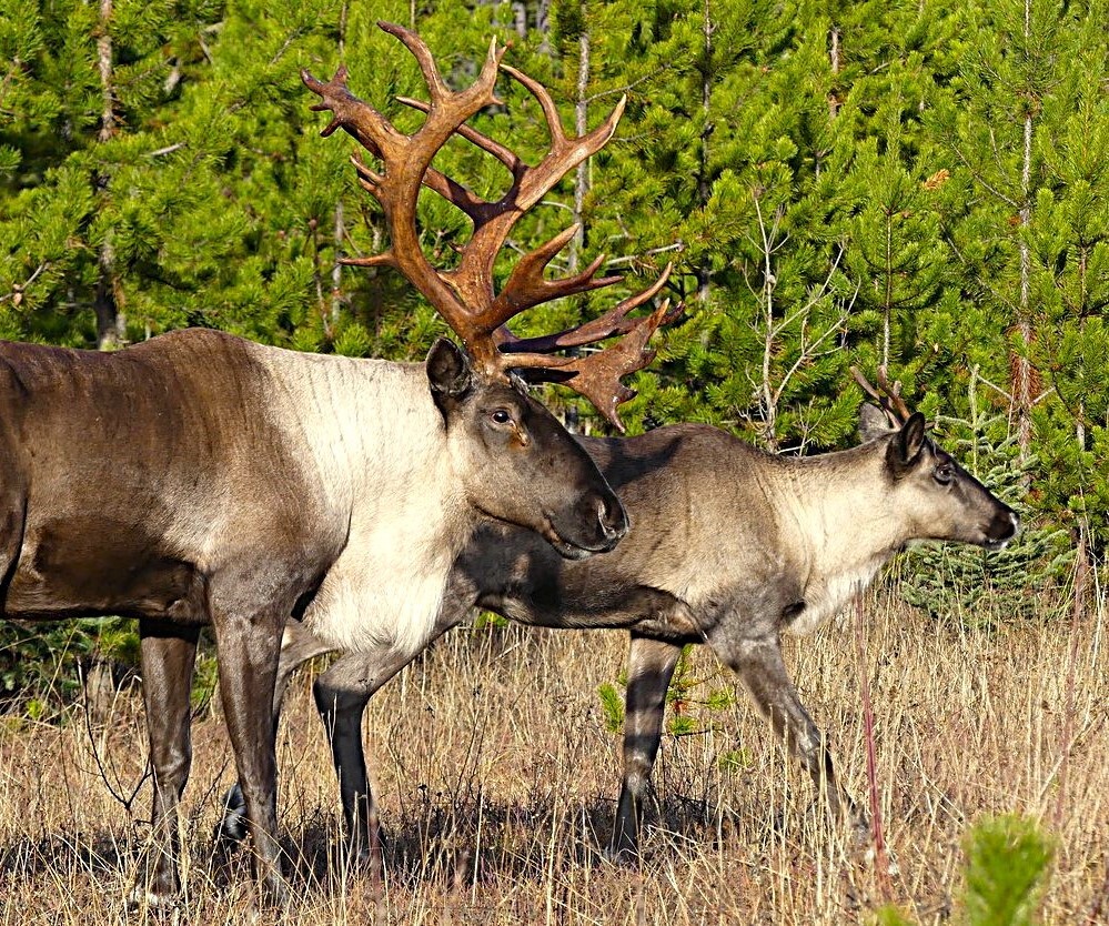 Two caribou cross a grassy area. A forest that has been logged and replanted with tightly packed trees is in the background.