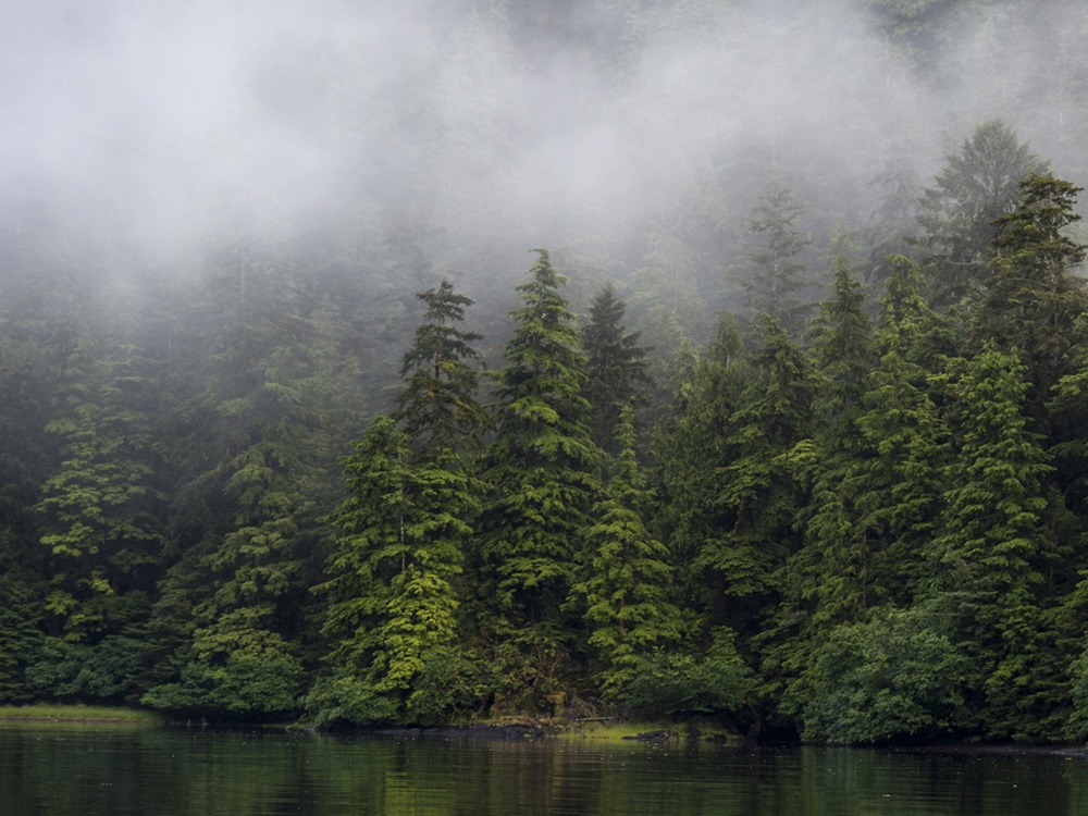 A Haida Gwaii forest blanketed in fog.