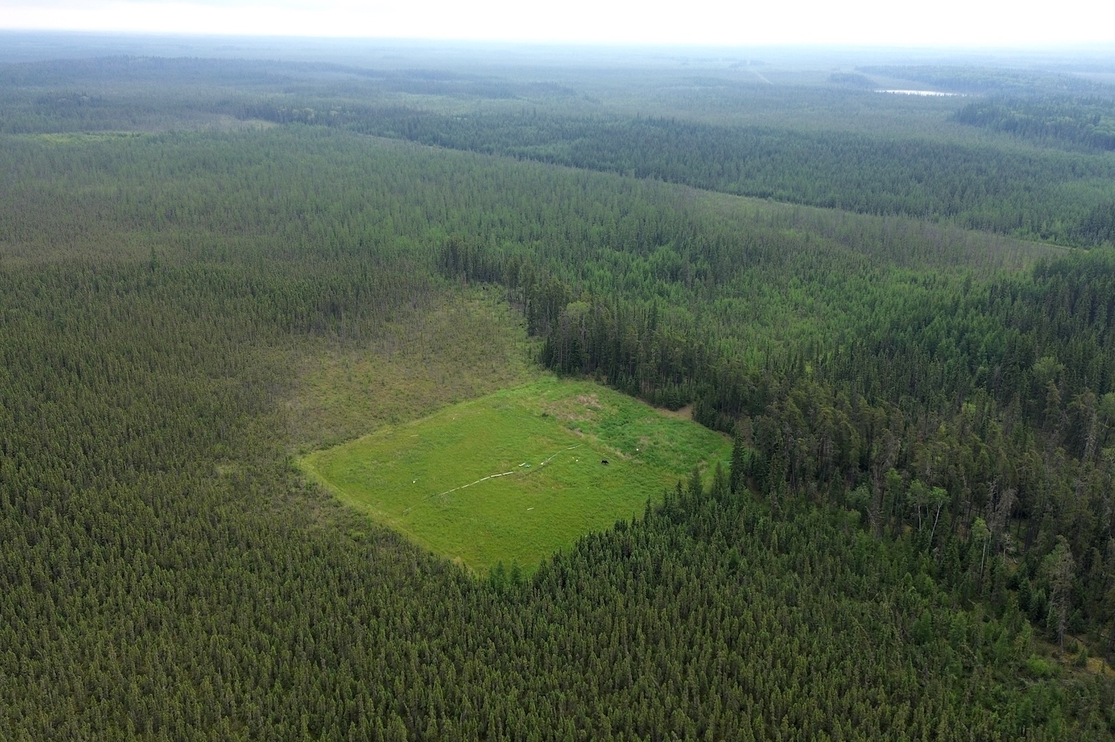 Aerial view of a boreal landscape. A large square of brighter green is visible among the darker green trees.