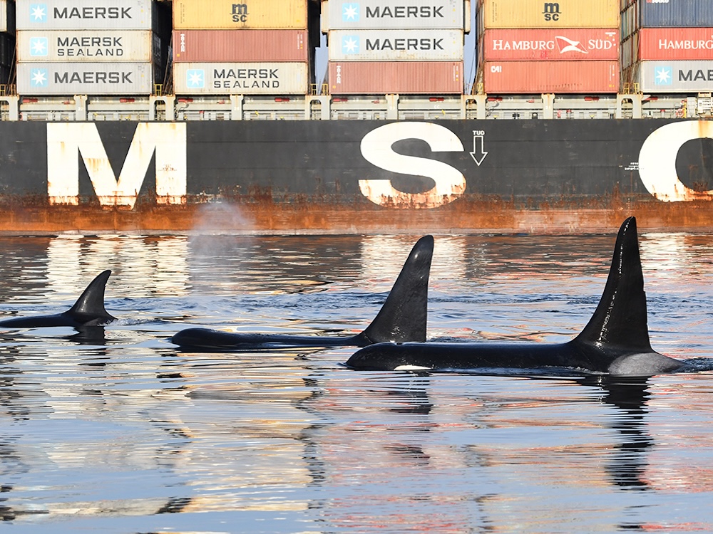 In the foreground, the backs and fins of three killer whales can be seen surfacing in the water. Behind them is a freighter loaded with shipping containers.
