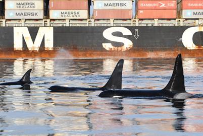 Act Now to Save Killer Whales, Urges New Report
