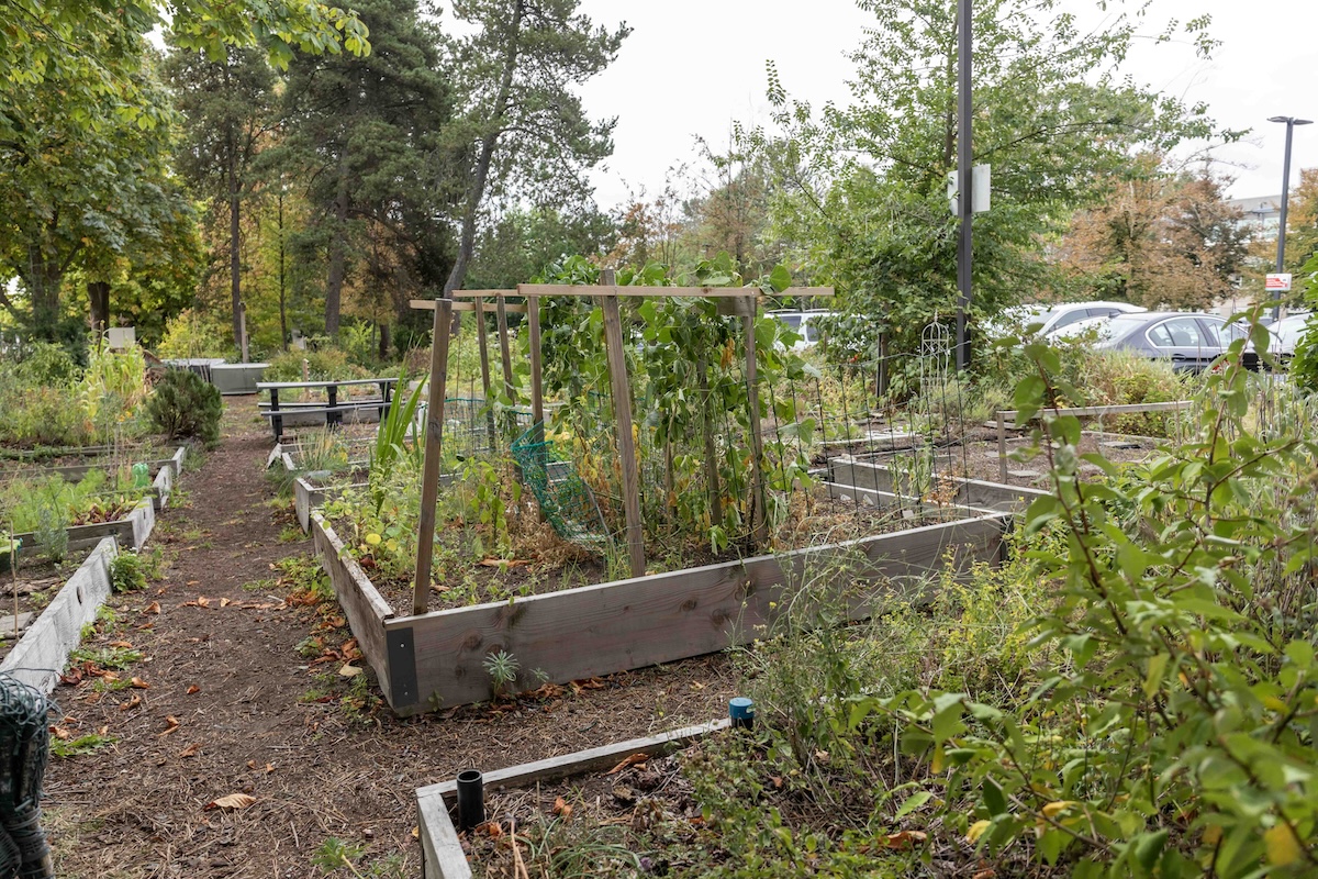 A view of several wooden boxes containing community garden plots at Langara College on a grey day.