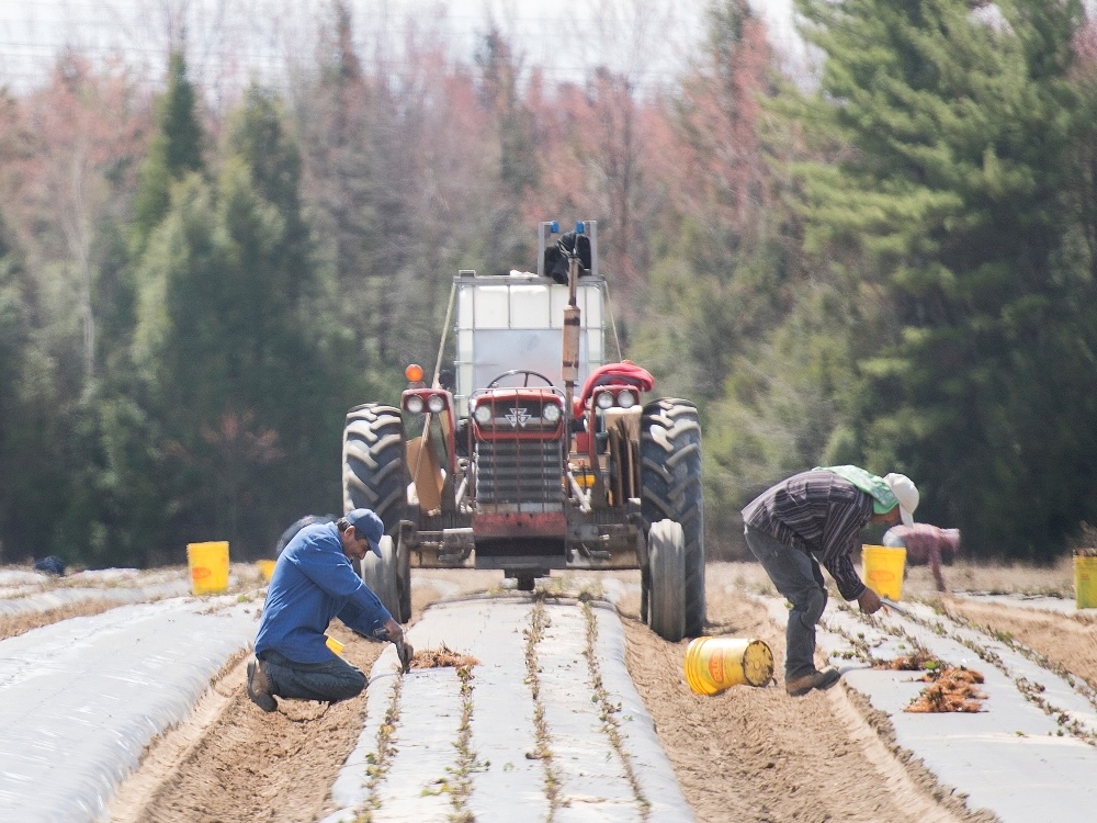Migrant workers tending plants in a farm in front of a classic tractor.