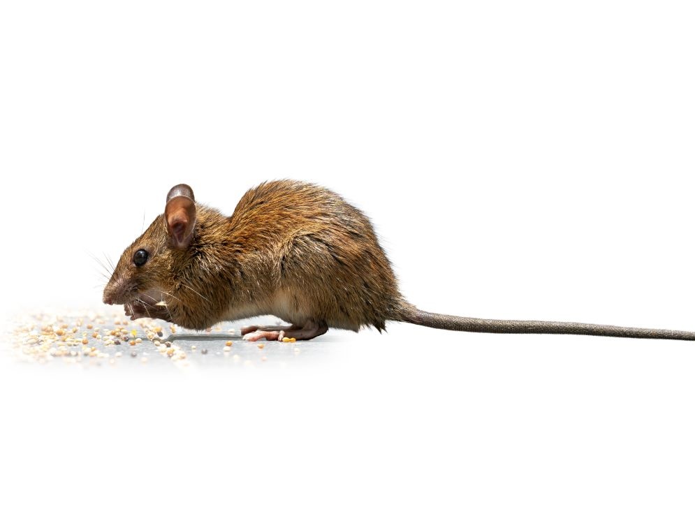 A brown house mouse seen from the side against a white background is nibbling on small grains.