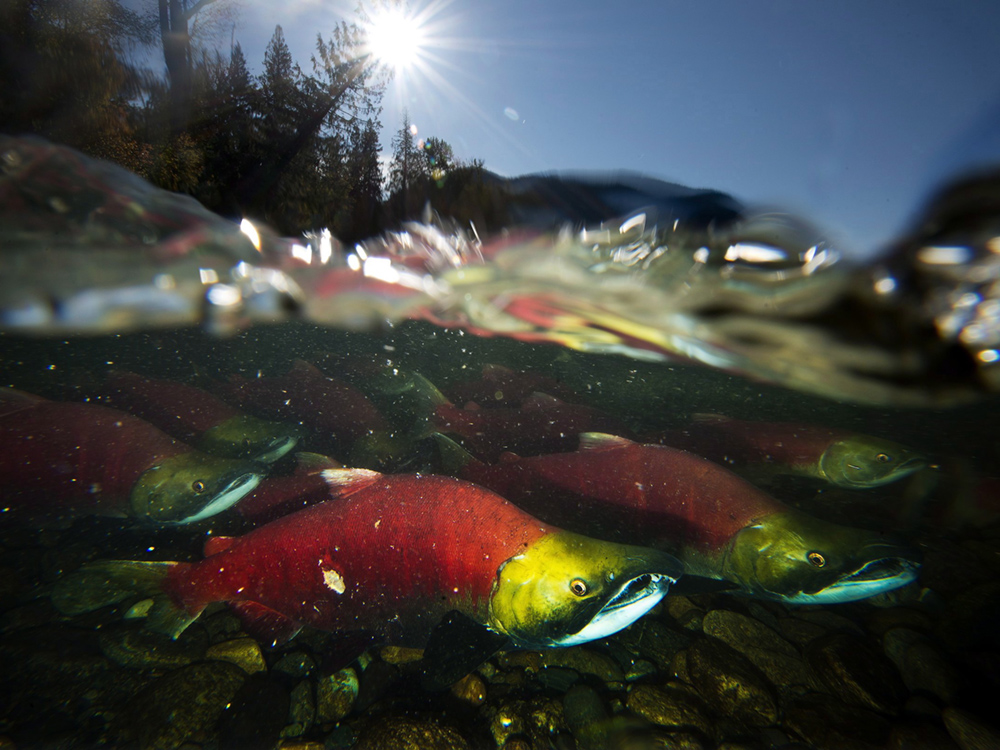 A bunch of spawning sockeye salmon are visible just under the water in a river.