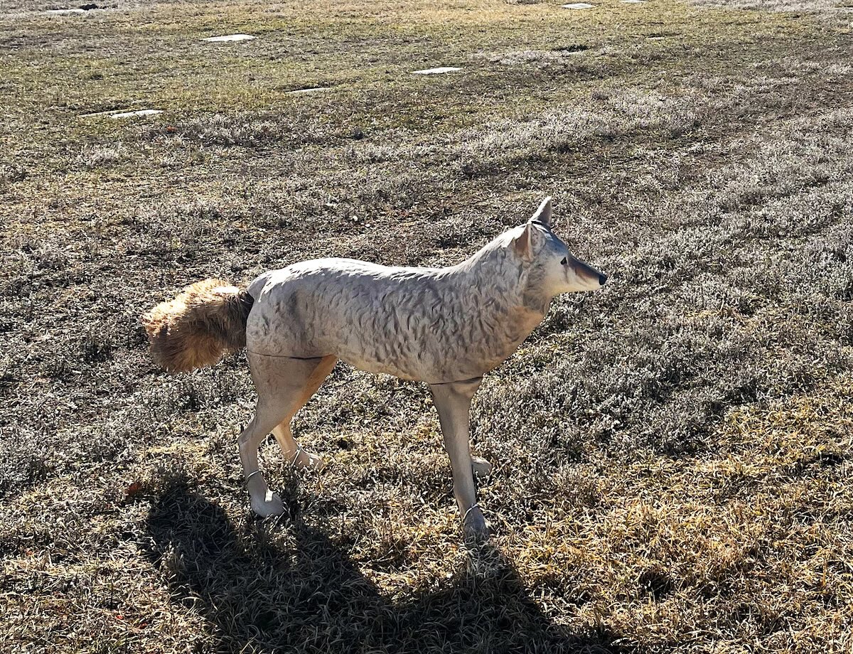 A coyote decoy in a large grassy cemetery.