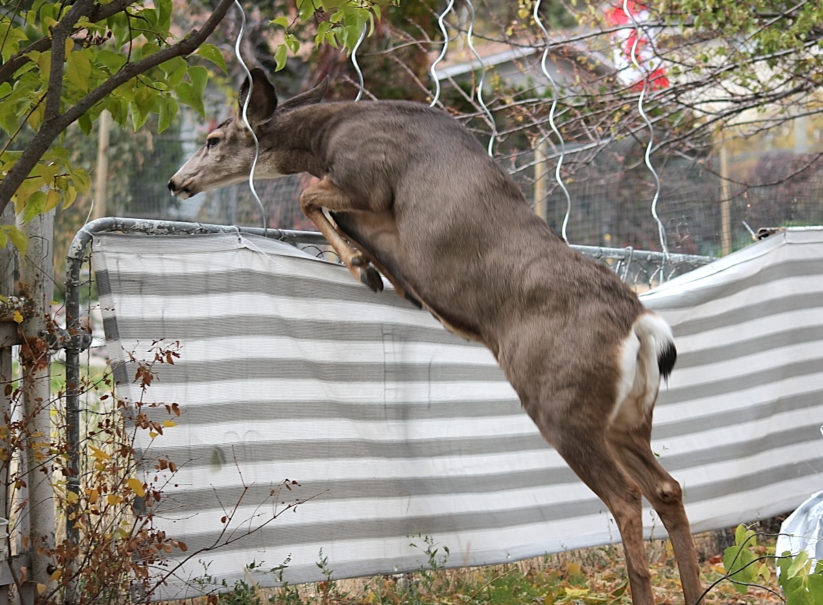 A deer hurdles a gate, while avoiding features meant to deter the animals from entering the property.