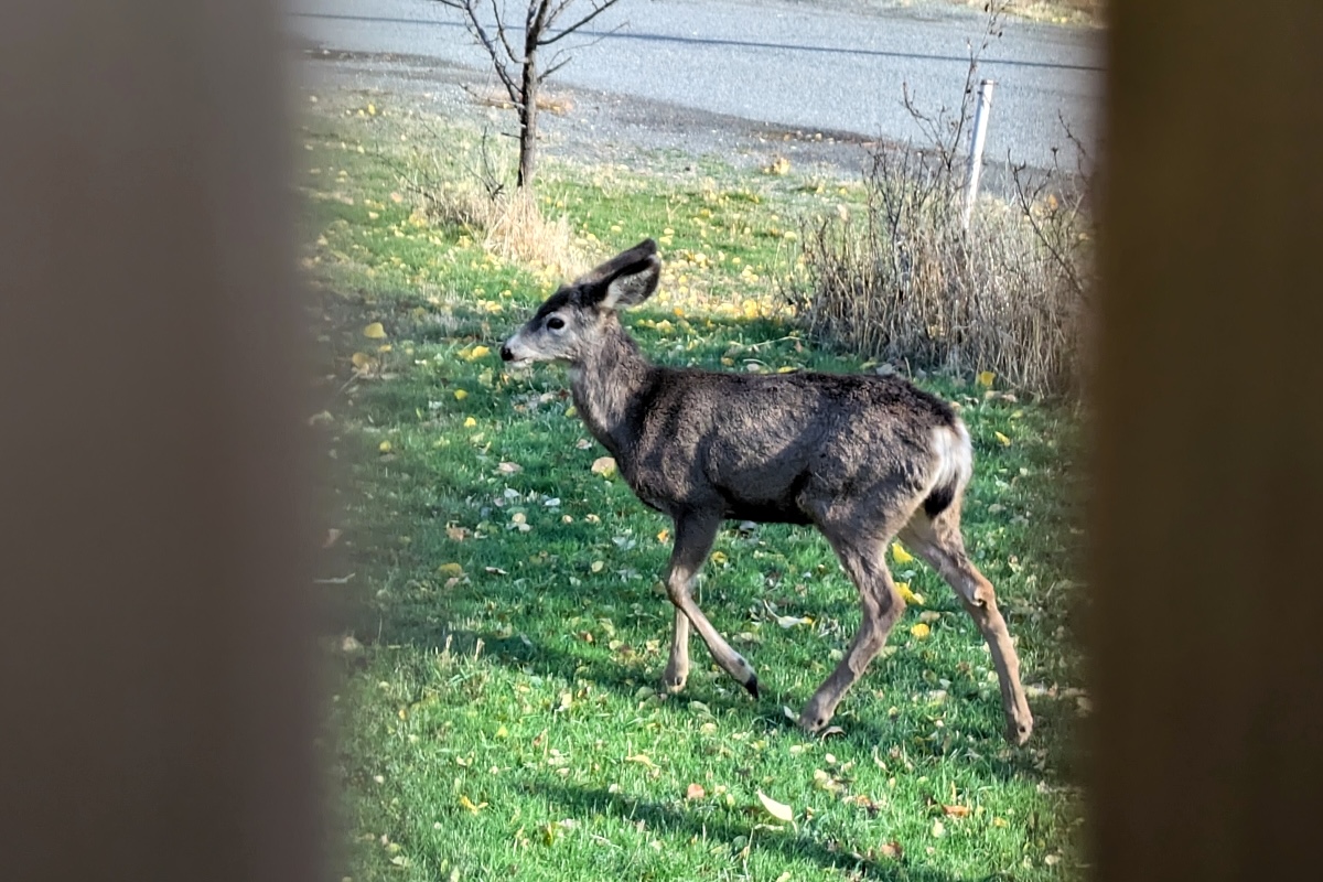 A deer is seen between two panels of a fence.