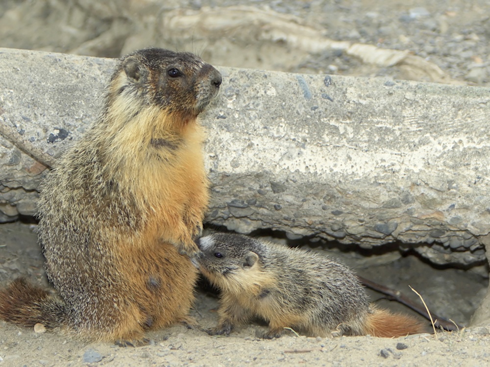 An alpine marmot stands up on its hind legs and chews a flower.