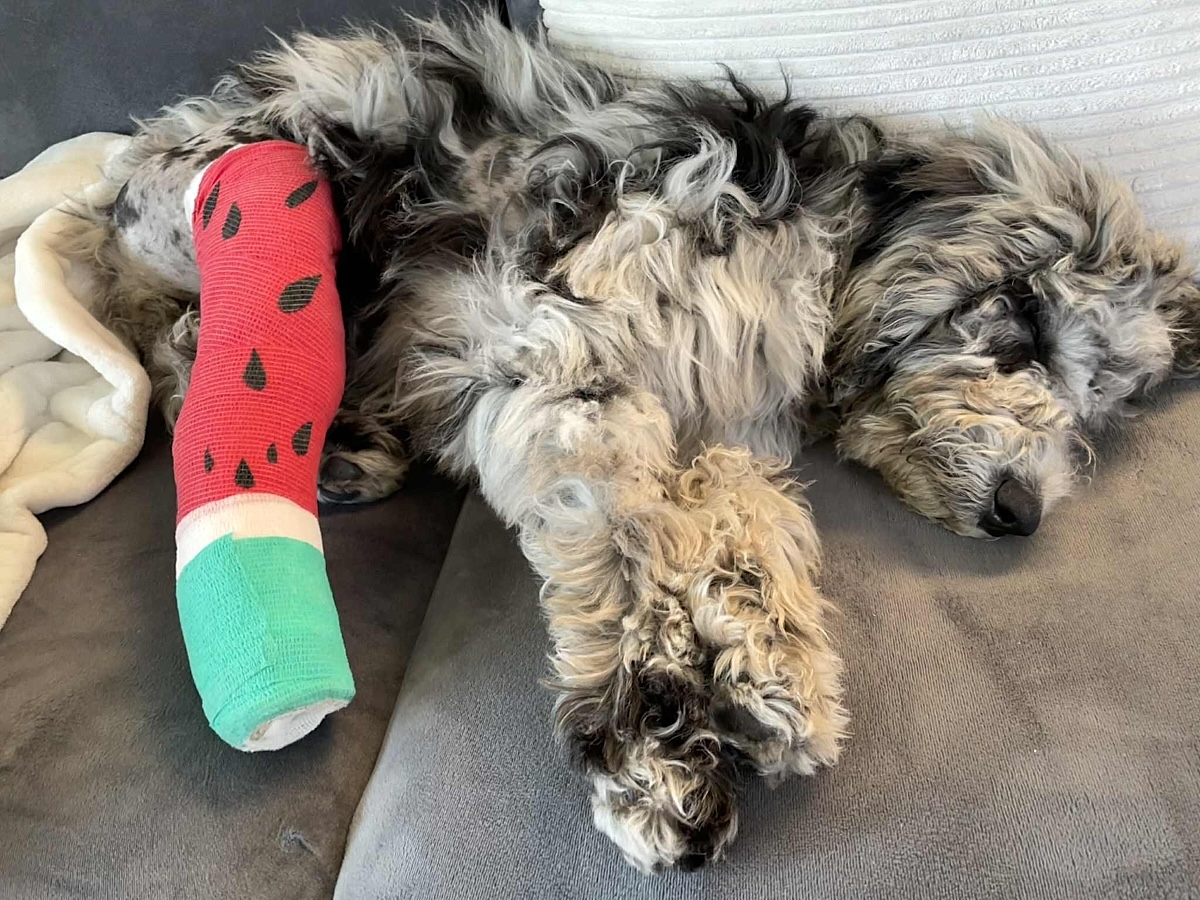 A fluffy black-and-tan puppy reclines on a blanket. She has a cast on her hind leg that is decorated like a watermelon.